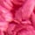 Raspberry Sorbet
