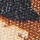 Dark Leopard/ Black